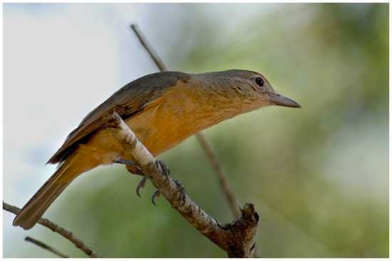 Pitohui.Chatain.Pain