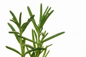 A sprig