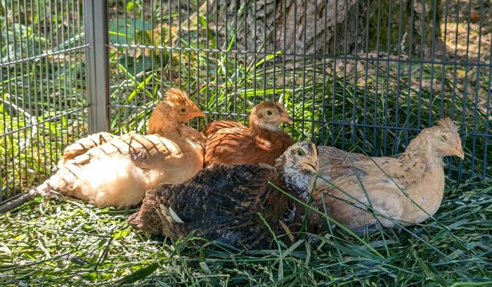 four young hens in a chicken coop