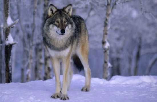 Norwegian-Wolf-Standing-In-Snow