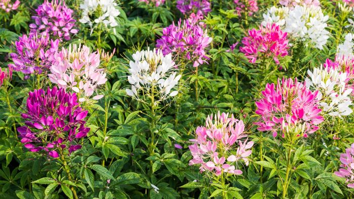 Cleome Flower