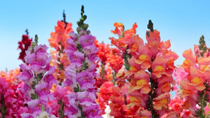 snapdragon blossoms