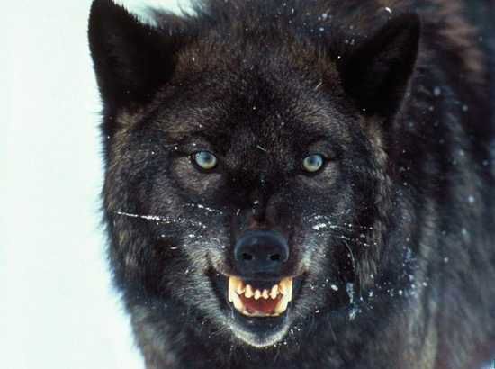 The Black Wolf