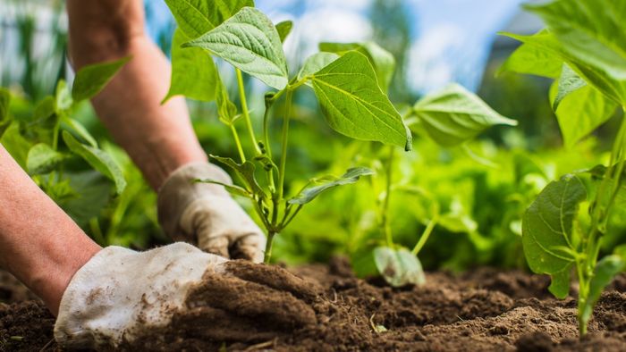 Gardener working in the garden