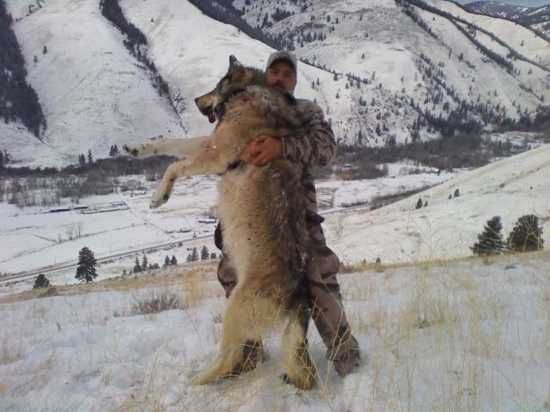 1Wolf5