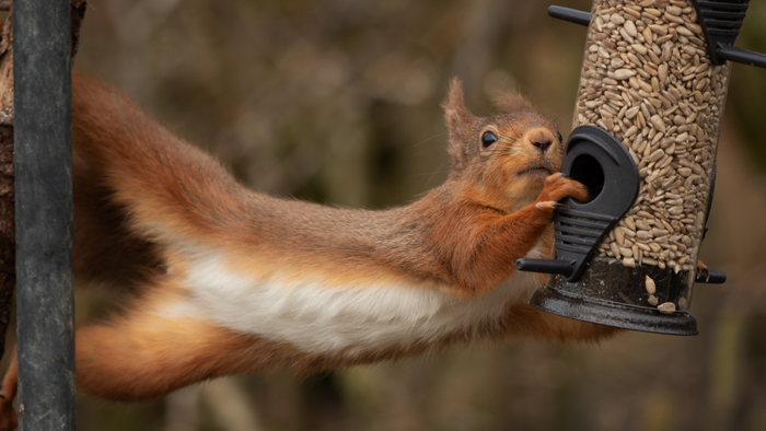 A curious squirrel stretching from a tree trunk to reach a bird feeder.