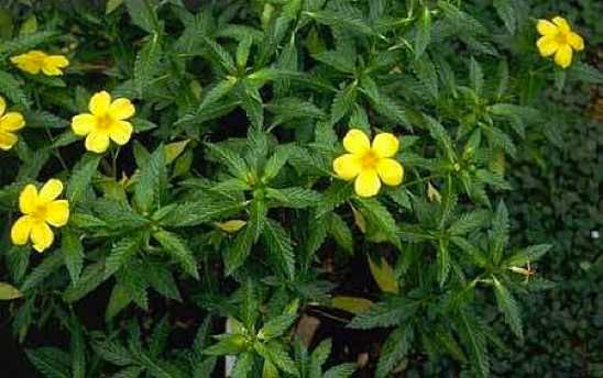 Copy-Of-Damiana1