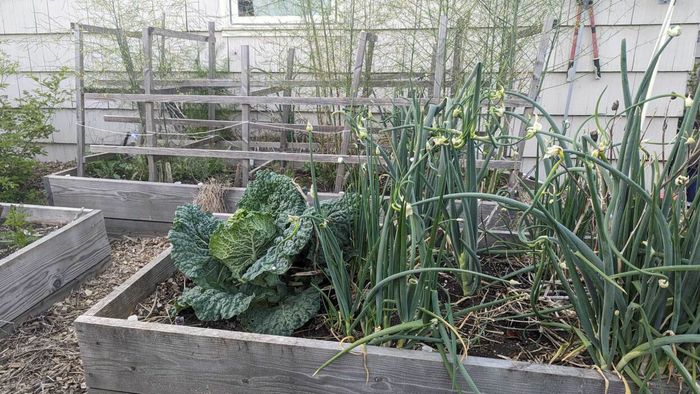 Asparagus and Egyptian walking onions are excellent choices