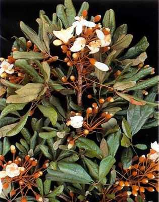 Erythroxylum Catuaba P2