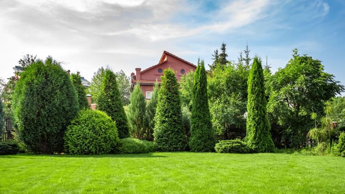 A suburban yard filled with a variety of trees planted closely together