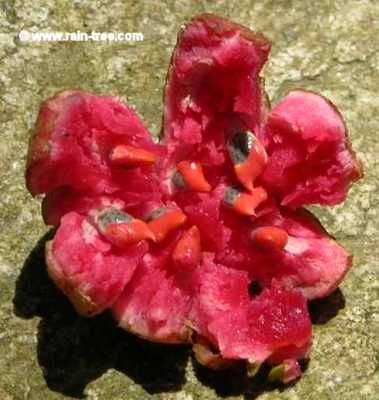 Siparuna-Guianensis-17