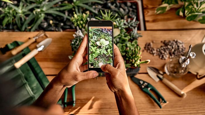 A person photographing a succulent on a gardening table.