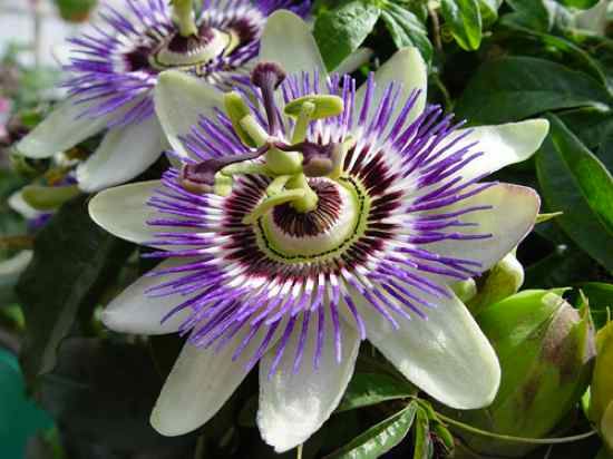 Passion-Flower-To-Kindle-Sleep