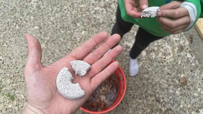 Imagine this: you’ve just divided a mosquito dunk into four pieces, and your daughter is moments away from placing one into the bucket of leaf-infused water near your feet.