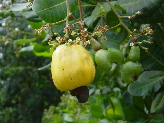 713897-Cashew-Fruit-And-Nut-0