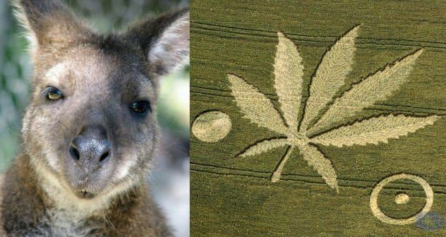 wallabycircle