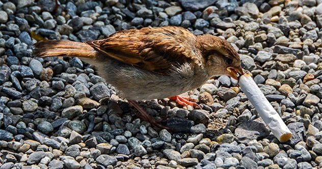 right-city-birds-cigarette-butts-600