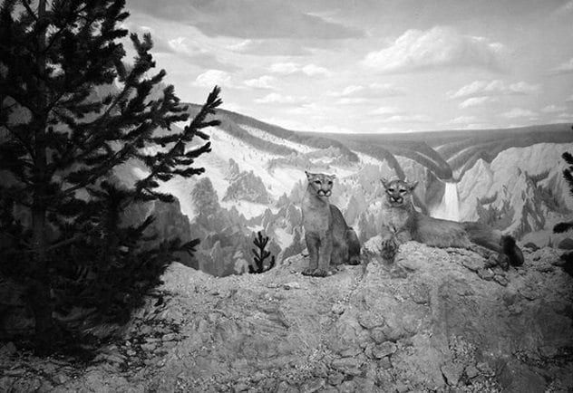 smithsonian-taxidermy-diorama