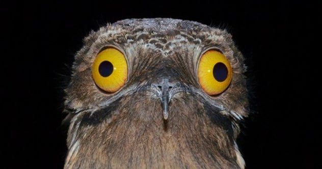birddrugsa