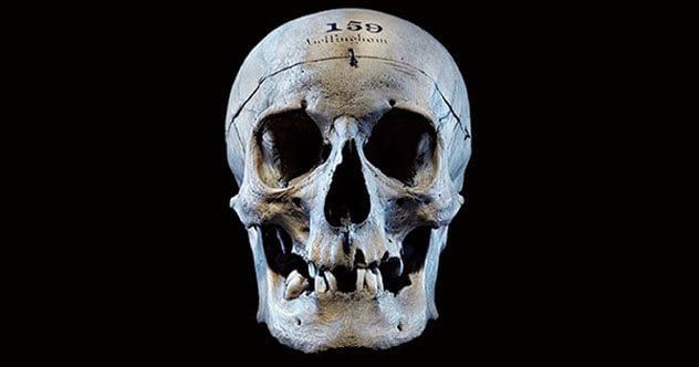 4-bellingham-skull