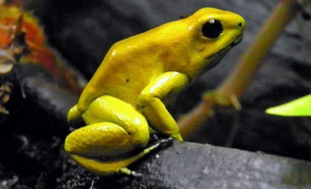 6-golden-poison-dart-frog