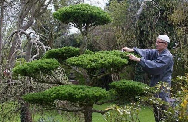 3-ninja-gardener