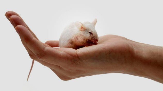 4b - White Mouse