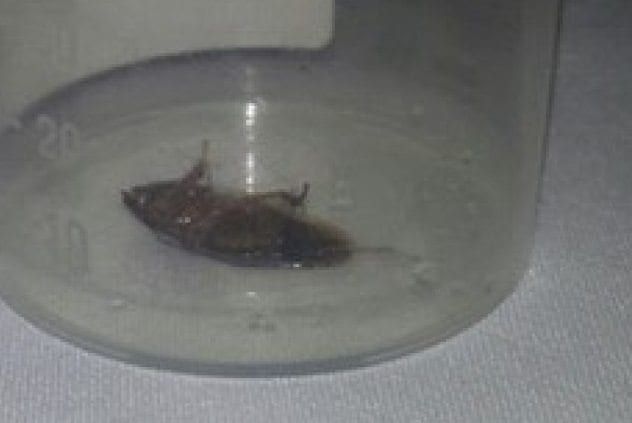 hendrick-helmer-cockroach