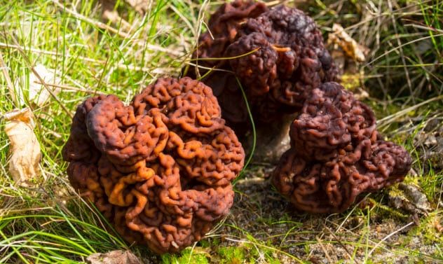 2a-gyromitra-esculenta_63711465_small