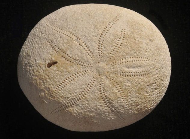 sea-urchin-fossil