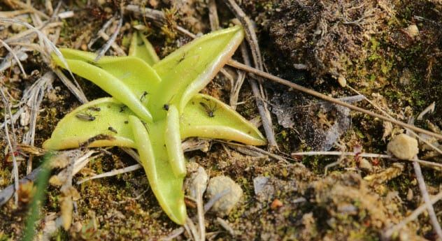 4a-butterwort_98926573_small