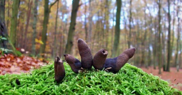 10a-dead-mans-fingers_30473488_small