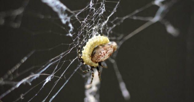2-wasp-and-spider