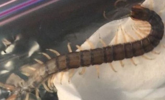 grant-botti-centipede