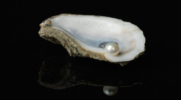 6a - Pearl in Oyster Shell