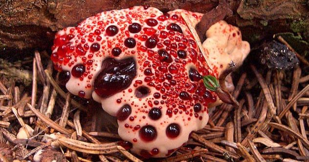 9b-bleeding-tooth-fungus-feature