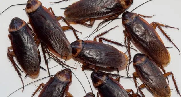 7b-cockroaches_71372981_small