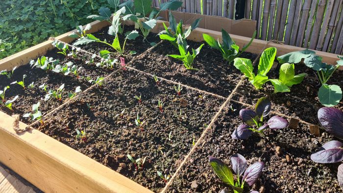 Raised bed square foot gardening