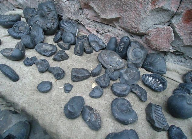 shaligrams