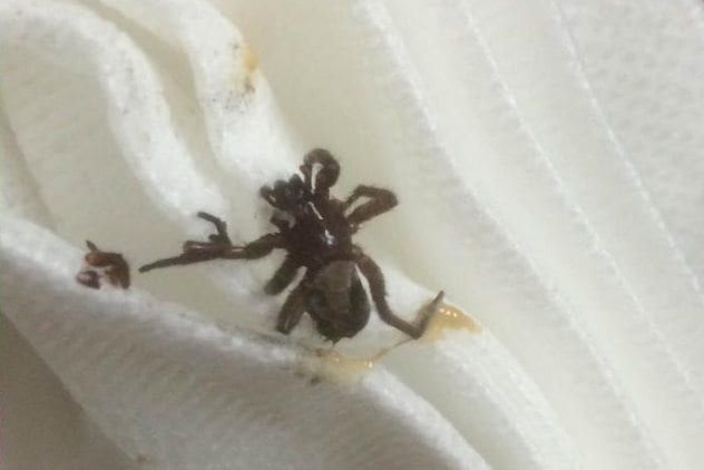 victoria-price-spider