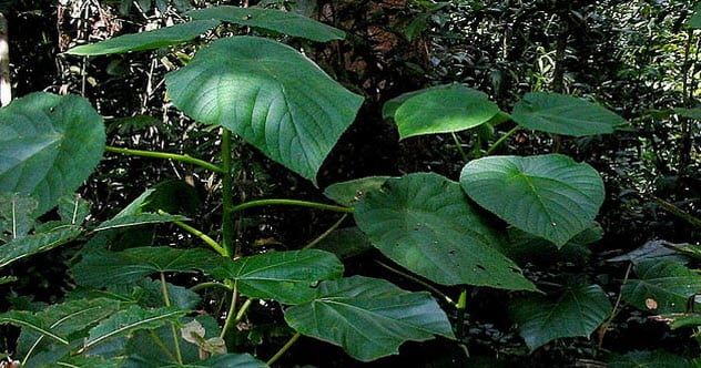 1-gympie-gympie