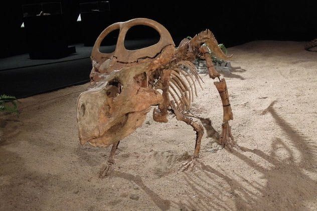 protoceratops