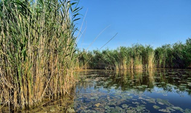 5b-phragmites-australis_71296105_small