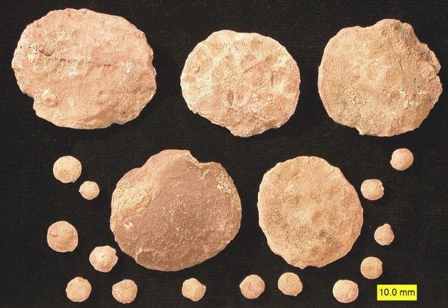 nummulites