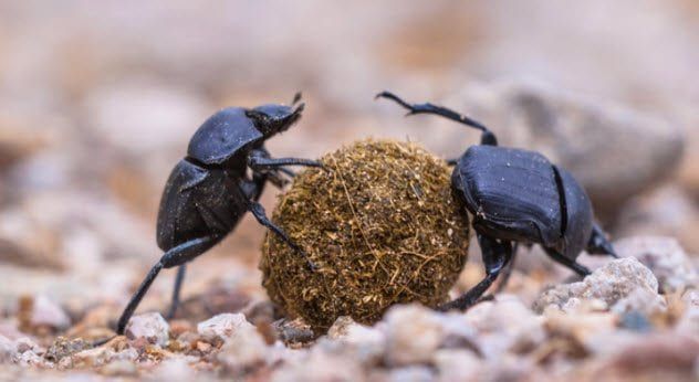 1b - Dung Beetles