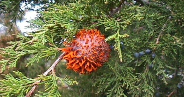 5-cedar-apple-rust
