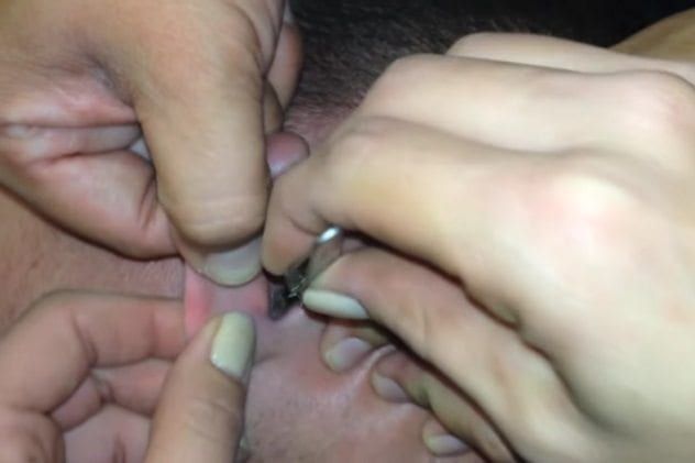 michael-gorman-moth-removal