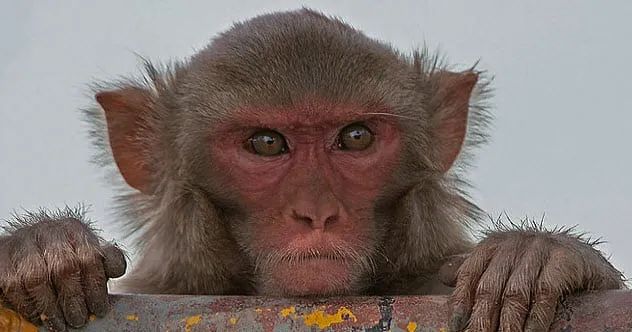 2-rhesus-monkey
