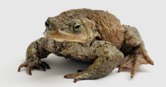 4b-toad_16084677_SMALL