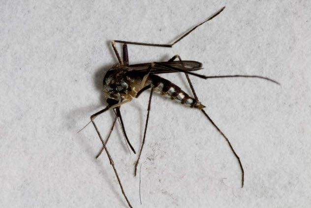 4b-dead-mosquito-123084857